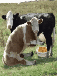 Detail Cow Funny Gif Nomer 14