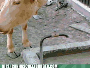 Detail Cow Funny Gif Nomer 35