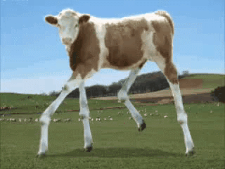 Detail Cow Funny Gif Nomer 38