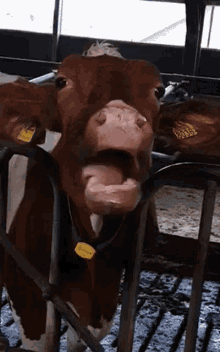 Detail Cow Funny Gif Nomer 43