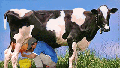 Detail Cow Funny Gif Nomer 55