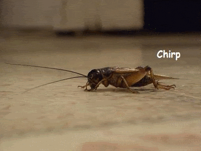 Cricket Insect Gif - KibrisPDR