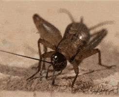 Detail Cricket Insect Gif Nomer 14