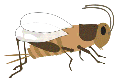 Detail Cricket Insect Gif Nomer 20