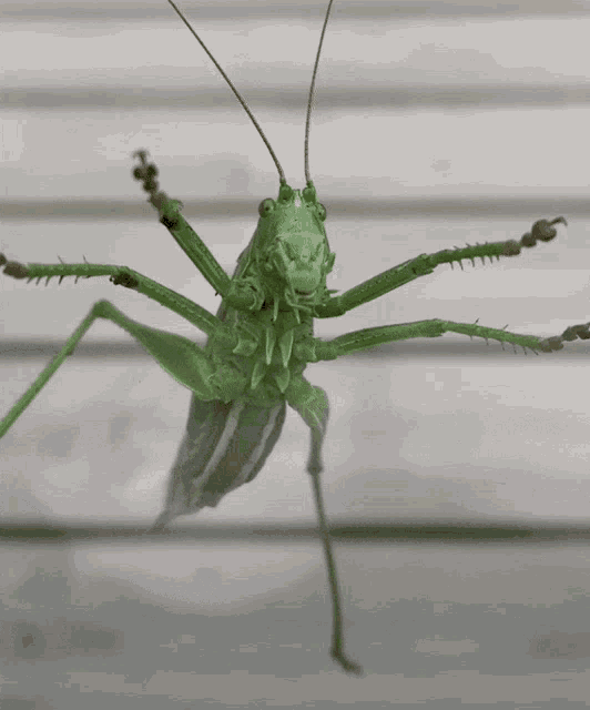 Detail Cricket Insect Gif Nomer 21