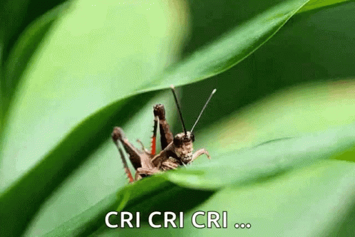 Detail Cricket Insect Gif Nomer 22