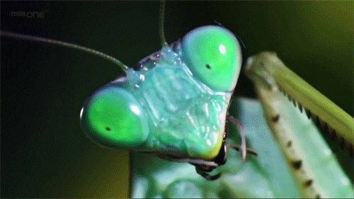 Detail Cricket Insect Gif Nomer 24