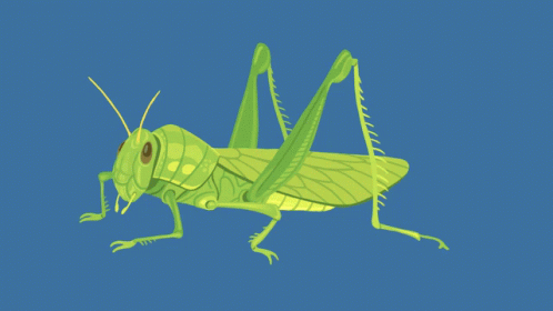 Detail Cricket Insect Gif Nomer 25