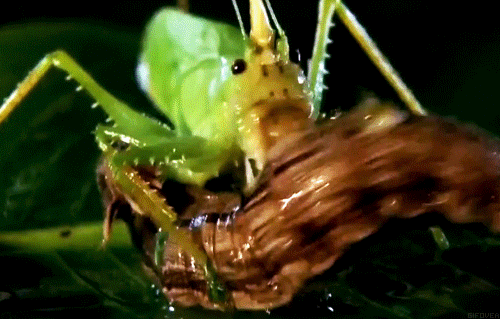 Detail Cricket Insect Gif Nomer 30