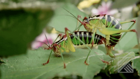 Detail Cricket Insect Gif Nomer 40