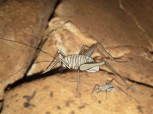 Detail Cricket Insect Gif Nomer 46