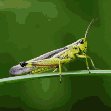Detail Cricket Insect Gif Nomer 51