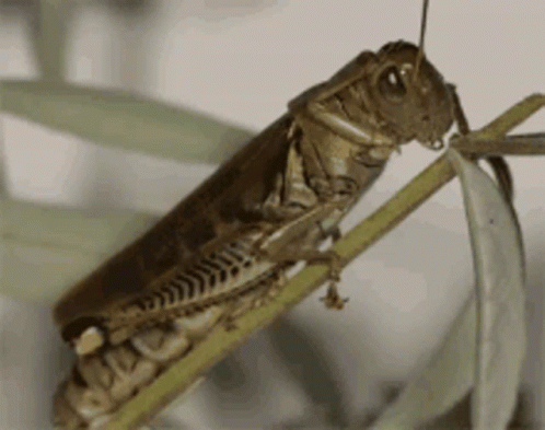 Detail Cricket Insect Gif Nomer 9