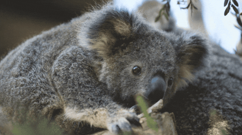 Detail Cute Koala Gif Nomer 11