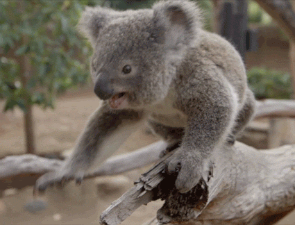 Detail Cute Koala Gif Nomer 15