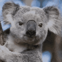 Detail Cute Koala Gif Nomer 36