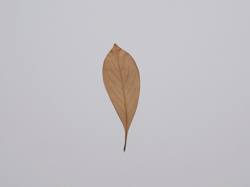 Detail Daun Daun Kartun Nomer 26
