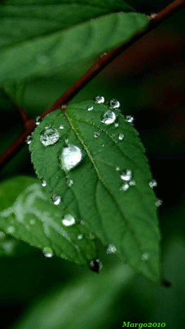 Detail Daun Daun Kartun Nomer 40