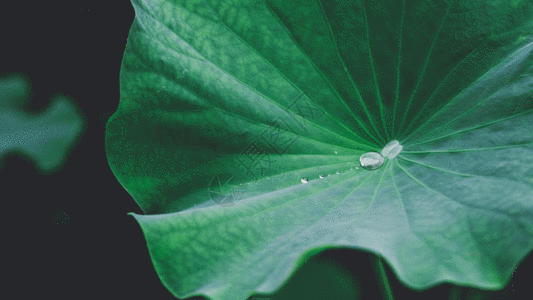 Detail Daun Daun Kartun Nomer 51