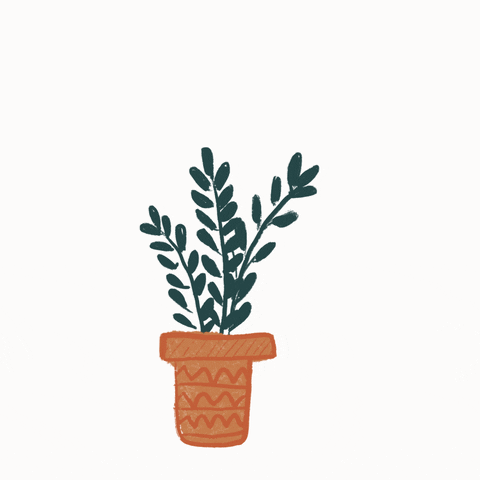Daun Gif - KibrisPDR