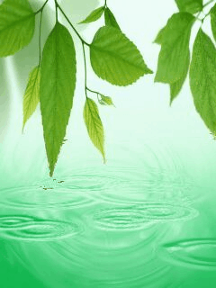 Detail Daun Gif Nomer 13