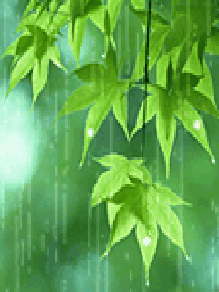 Detail Daun Gif Nomer 15