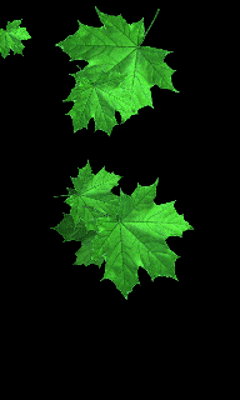 Detail Daun Gif Nomer 18