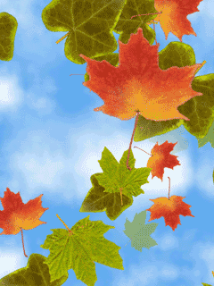 Detail Daun Gif Nomer 19