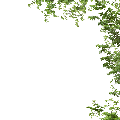 Detail Daun Gif Nomer 25