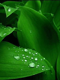 Detail Daun Gif Nomer 29