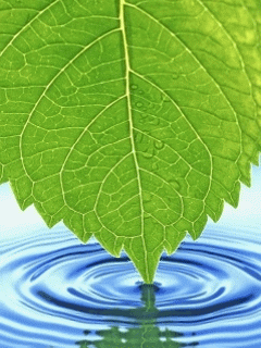 Detail Daun Gif Nomer 32
