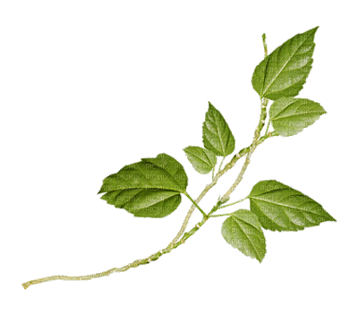 Detail Daun Gif Nomer 43