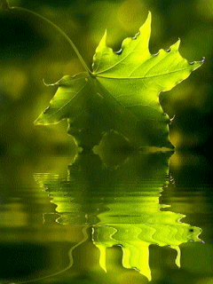 Detail Daun Gif Nomer 52