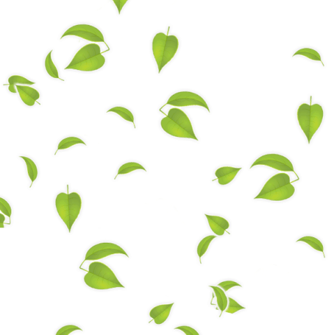 Detail Daun Gif Nomer 8