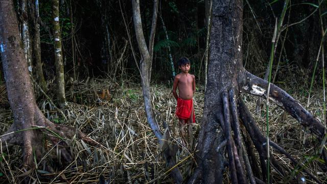 Detail Foto Hutan Belantara Nomer 3