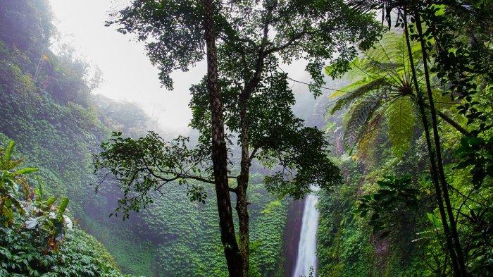 Detail Foto Hutan Belantara Nomer 5