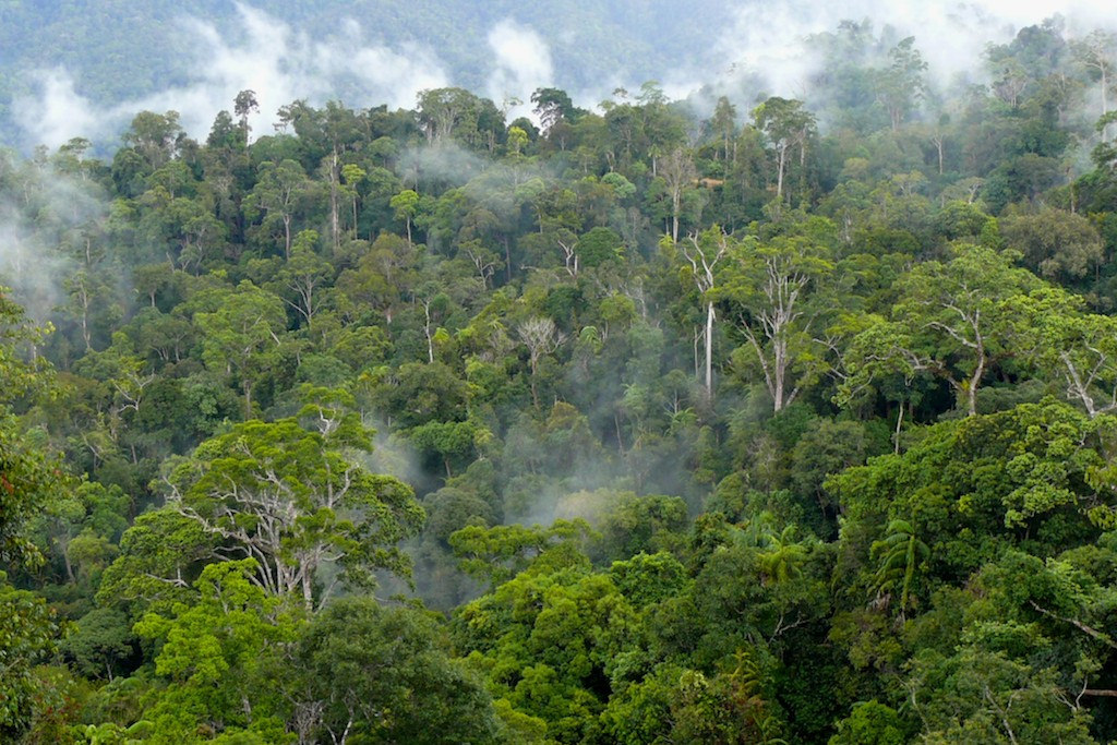 Foto Hutan Kalimantan - KibrisPDR