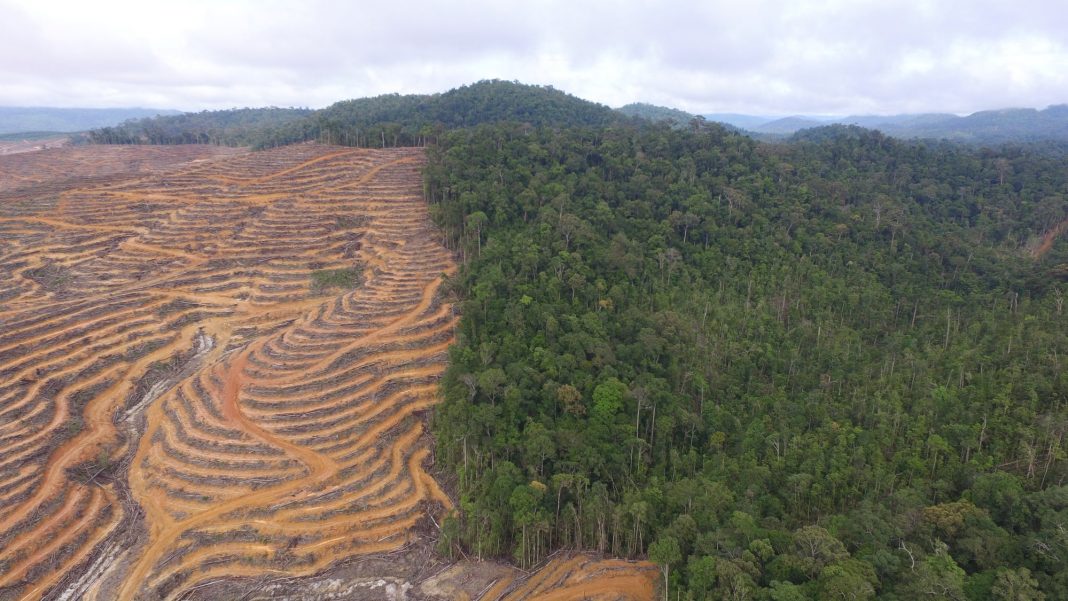 Detail Foto Hutan Kalimantan Nomer 13