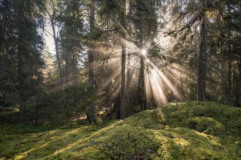 Detail Foto Hutan Kalimantan Nomer 15