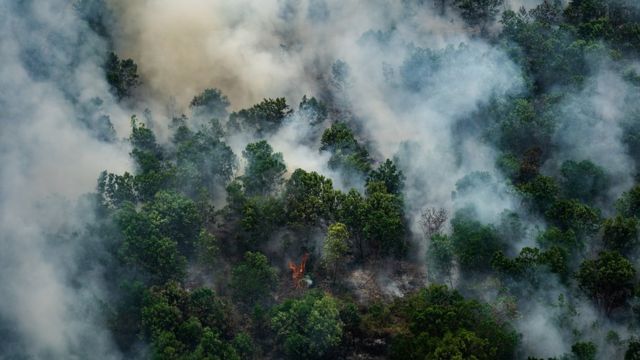 Detail Foto Hutan Kalimantan Nomer 19