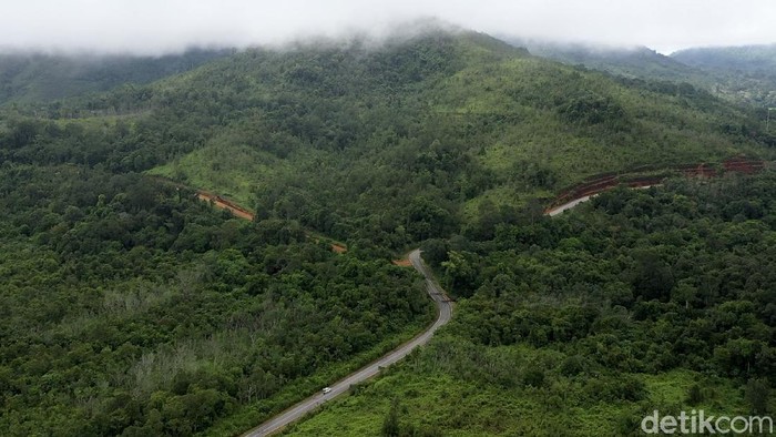 Detail Foto Hutan Kalimantan Nomer 22
