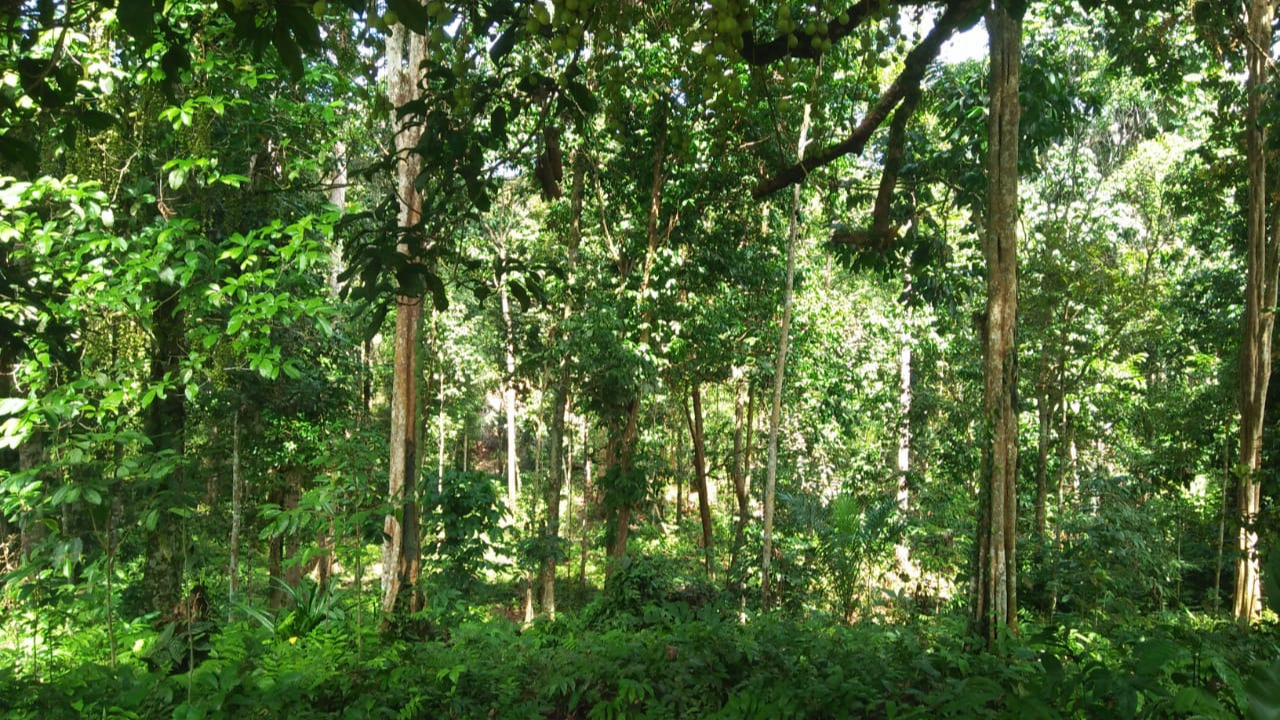 Detail Foto Hutan Kalimantan Nomer 4