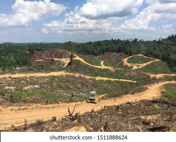 Detail Foto Hutan Kalimantan Nomer 40