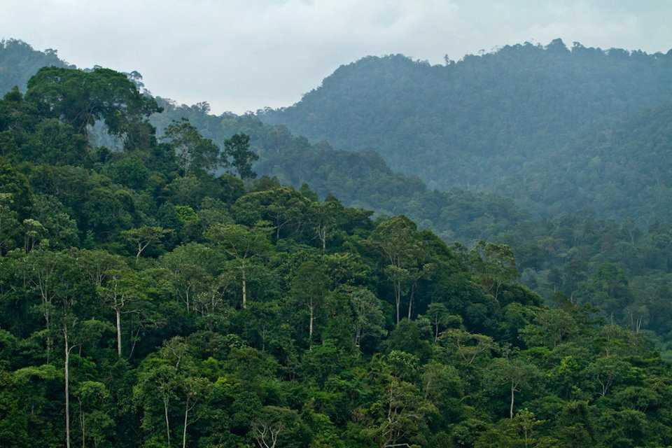 Detail Foto Hutan Kalimantan Nomer 44