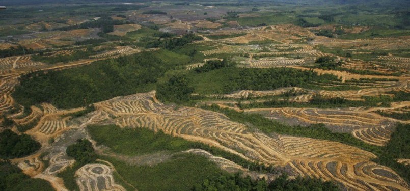 Detail Foto Hutan Kalimantan Nomer 45