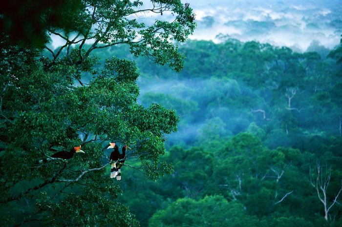 Detail Foto Hutan Kalimantan Nomer 7