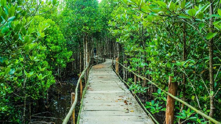 Detail Foto Hutan Mangrove Nomer 2