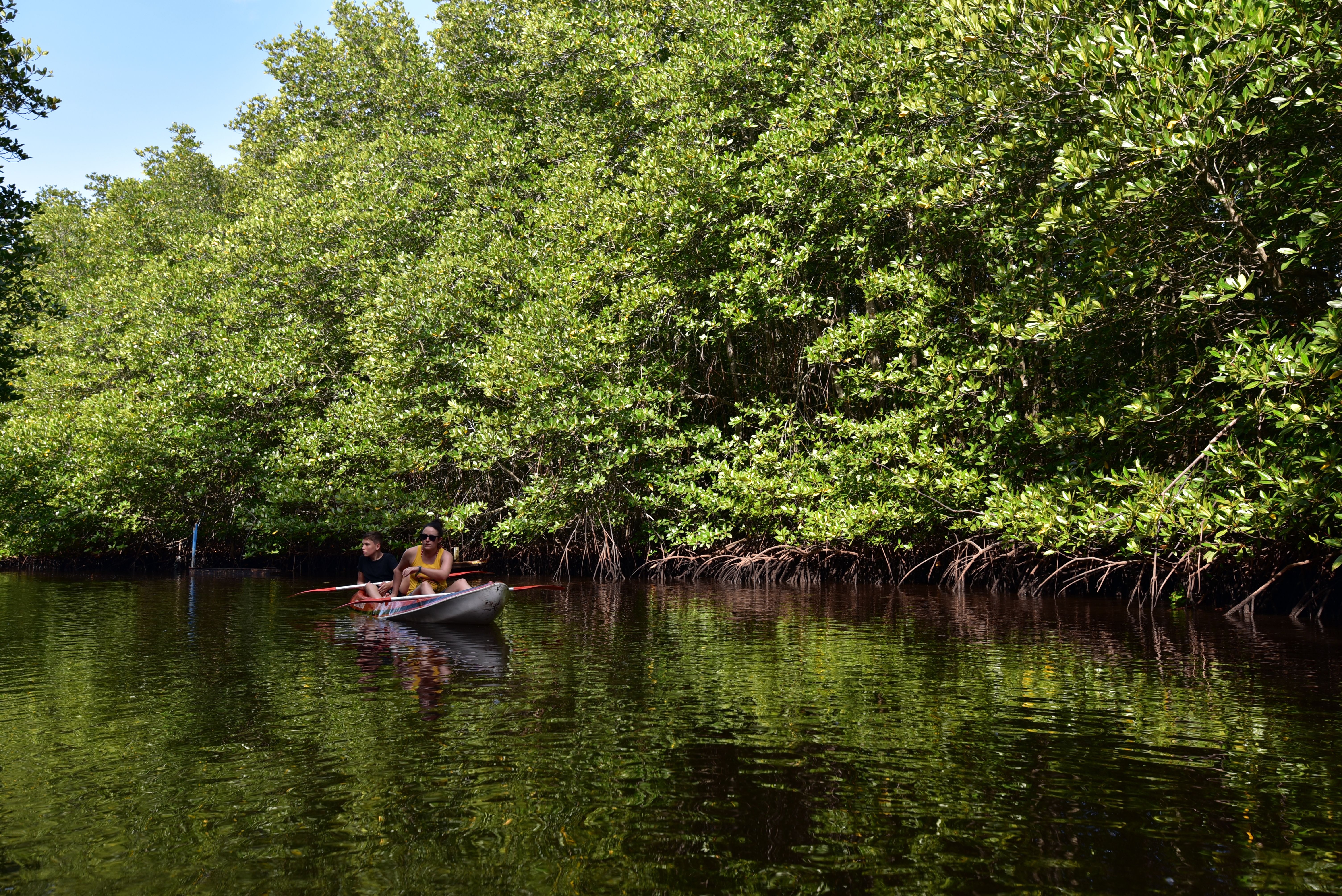 Detail Foto Hutan Mangrove Nomer 11