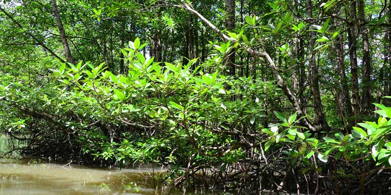 Detail Foto Hutan Mangrove Nomer 12