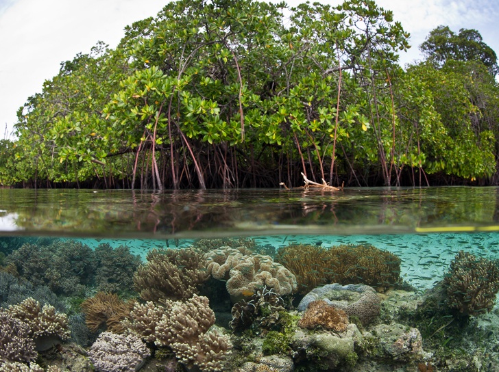 Detail Foto Hutan Mangrove Nomer 13